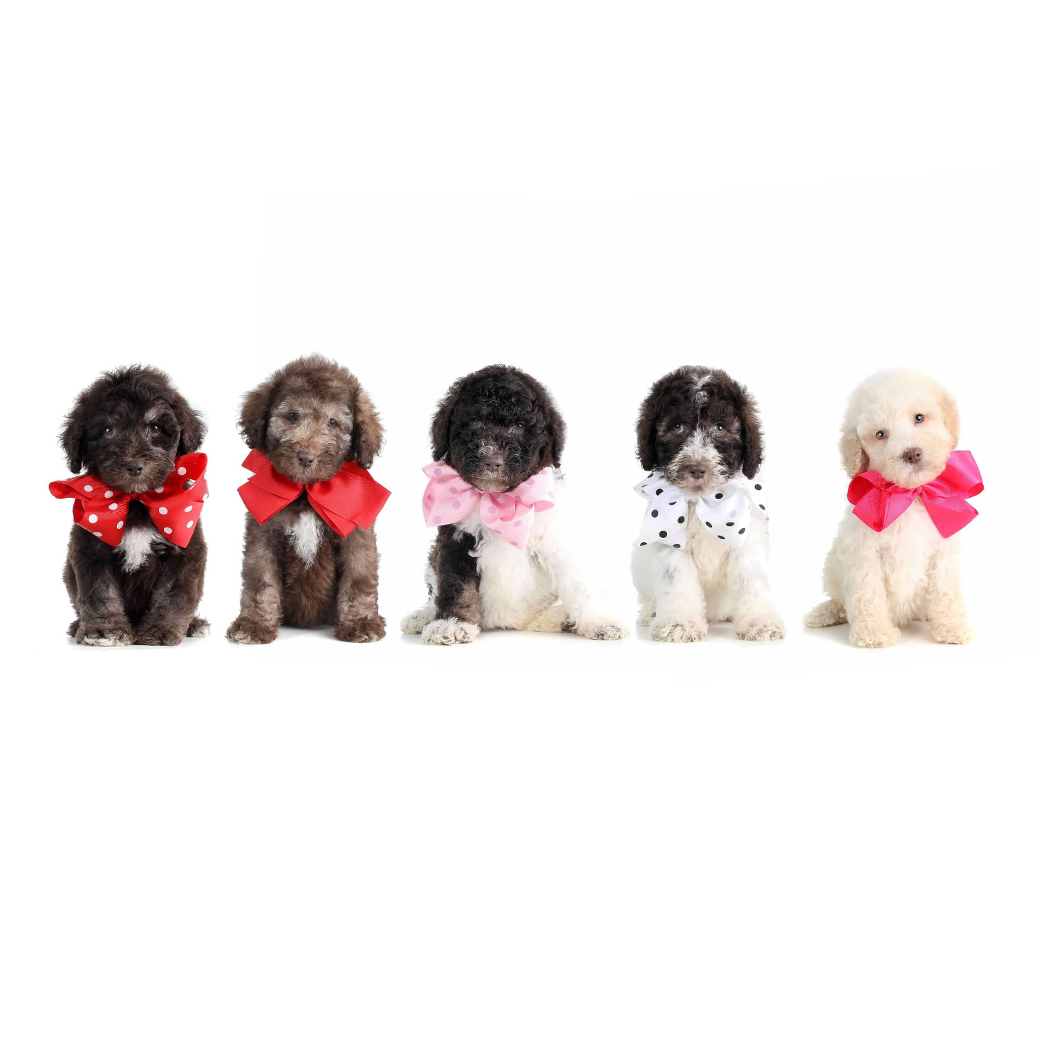 teddybear schnoodles smeraglia